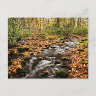 Carte Postale Ruisseau Cataloochee NC Grandes Montagnes fumées