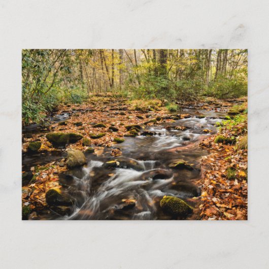 Carte Postale Ruisseau de Cataloochee NC Grandes Montagnes Smoky (Devant)