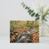 Carte Postale Ruisseau de Cataloochee NC Grandes Montagnes Smoky (Debout devant)