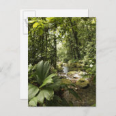 Carte Postale ruisseau en forêt tropicale, Dominique (Devant / Derrière)