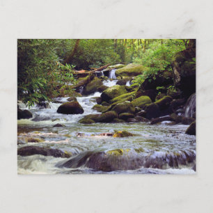 Carte Postale Ruisseau Rocky - Great Smoky Mountains