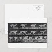 Carte Postale Running Dog, plaque 707 de 'Animal Locomotion', 1 (Devant / Derrière)