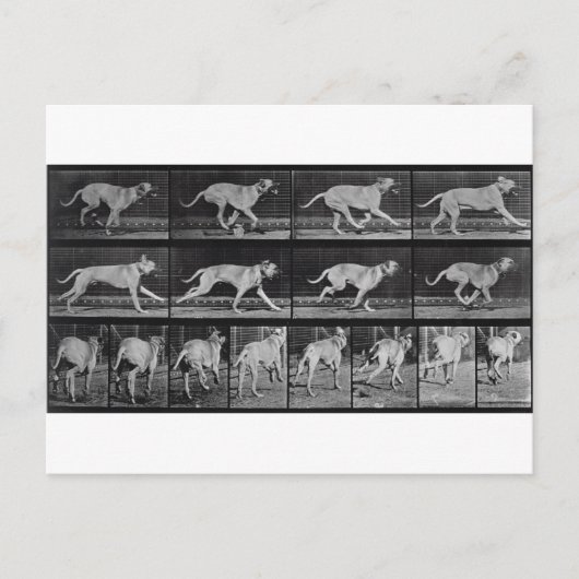 Carte Postale Running Dog, plaque 707 de 'Animal Locomotion', 1 (Devant)