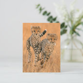 Carte Postale Running Young Cheetahs (Debout devant)
