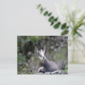 Carte Postale Rupicapra rupicapra (Debout devant)