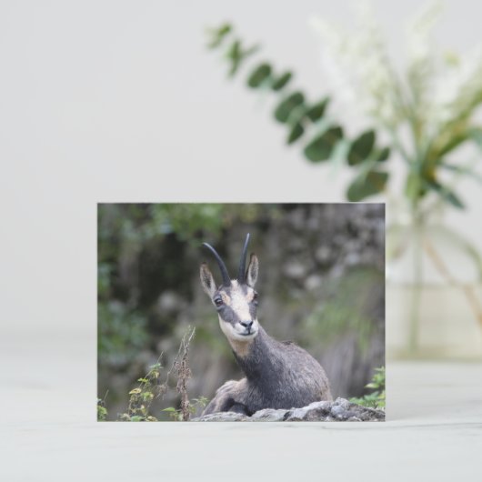 Carte Postale Rupicapra rupicapra (Debout devant)