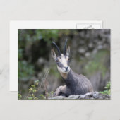 Carte Postale Rupicapra rupicapra (Devant / Derrière)