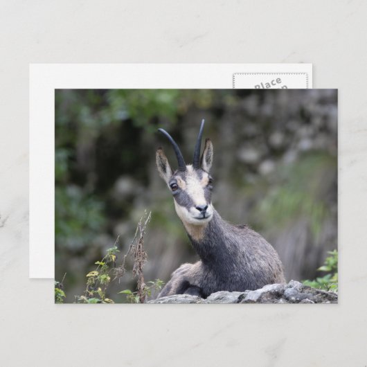 Carte Postale Rupicapra rupicapra (Devant / Derrière)