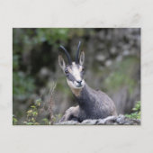 Carte Postale Rupicapra rupicapra (Devant)