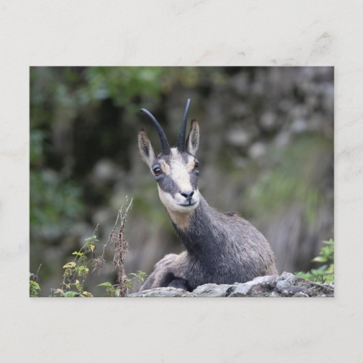 Carte Postale Rupicapra rupicapra (Devant)