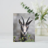 Carte Postale Rupicapra rupicapra (Debout devant)
