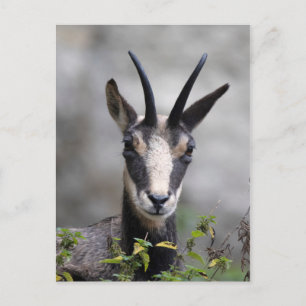 Carte Postale Rupicapra rupicapra