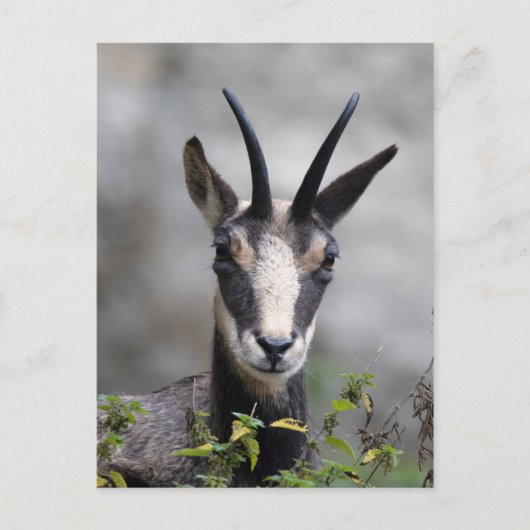 Carte Postale Rupicapra rupicapra (Devant)