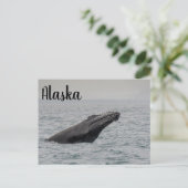 Carte Postale Rupture de baleine à bosse Alaska (Debout devant)