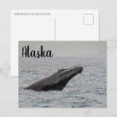 Carte Postale Rupture de baleine à bosse Alaska (Devant / Derrière)