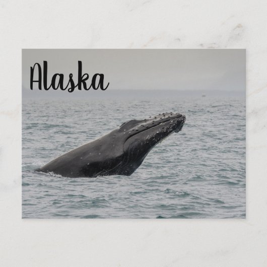 Carte Postale Rupture de baleine à bosse Alaska (Devant)