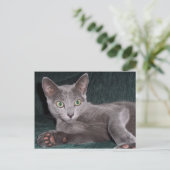Carte postale russe Blue Kitten (Debout devant)