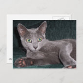 Carte postale russe Blue Kitten (Devant / Derrière)