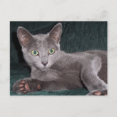 Carte postale russe Blue Kitten (Devant)