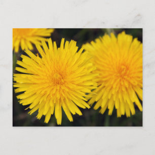 Carte postale Russe Jaune Dandelion