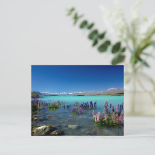 Carte Postale Russell Lupins dans le lac Tekapo, Nouvelle-Zéland