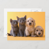 Carte Postale Russian Blue Kittens et Dachshund (Devant / Derrière)