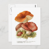 Carte Postale Russula depallens & R.vesca (Devant / Derrière)