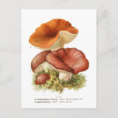 Carte Postale Russula depallens & R.vesca (Devant)