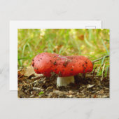 Carte postale Russula Emetica (Devant / Derrière)