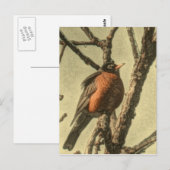 Carte Postale Rustic Tree branches Michigan State Bird Robin (Devant / Derrière)