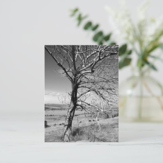 Carte Postale Rustique (Debout devant)