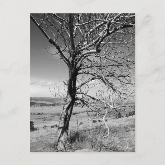 Carte Postale Rustique (Devant)