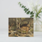 Carte Postale Rustique Antler Deer Zoological (Debout devant)