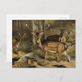 Carte Postale Rustique Antler Deer Zoological (Devant / Derrière)