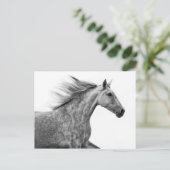 Carte Postale Rustique Galloping Cheval andalou (Debout devant)