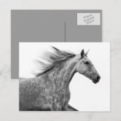Carte Postale Rustique Galloping Cheval andalou (Devant / Derrière)