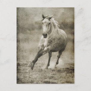 Carte Postale Rustique Galloping Cheval andalou