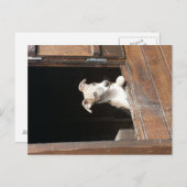 Carte postale Rustique Whippet (Devant / Derrière)