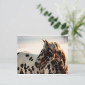 Carte Postale Rusty the Appaloosa (Debout devant)