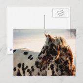 Carte Postale Rusty the Appaloosa (Devant / Derrière)