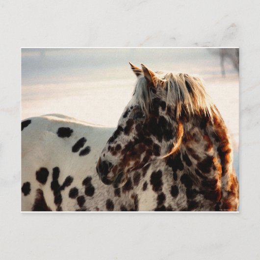 Carte Postale Rusty the Appaloosa (Devant)