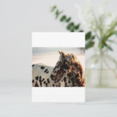 Carte Postale Rusty the Appaloosa (Debout devant)