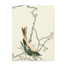 Ruticilla aurorea sur une branche de prune - art j