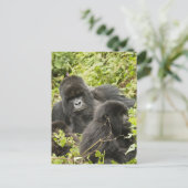 Carte Postale Rwanda, Parc national des volcans (Debout devant)