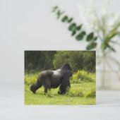 Carte Postale Rwanda, Parc national des Volcans (Debout devant)
