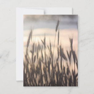 Carte Postale Rye Grossissant grand au coucher du soleil