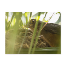 Carte Postale - Sabiá-Laranjeira | Nº11