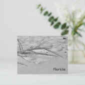Carte Postale Sable de Floride (Debout devant)