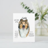 Carte Postale Sable Rough Collie Rencontrez la race (Debout devant)