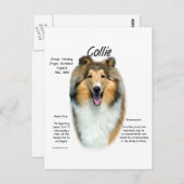 Carte Postale Sable Rough Collie Rencontrez la race (Devant / Derrière)